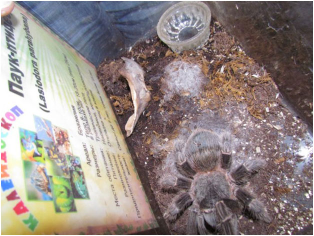 ����-������� Lasiodora Parahybana