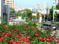 В скверах и на улицах Донецка расцвел один миллион роз В скверах и на улицах Донецка расцвел один миллион роз