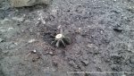 ������ ������������� � �������������� ����������� ��� ������� ����� ��������