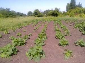 � ����������� �� (� 2) ���������� ����� ��� ����������