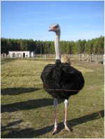 ���������� �����  � ��� ������ ��������������� ����� �������� �������